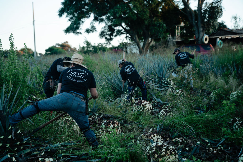 The Yéyo team working among blue agave in Arandas